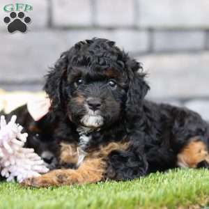 Benji, Cavapoo Puppy